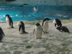 android_upload_pic-广东省拱北口岸中国旅行社(华宾营业部)