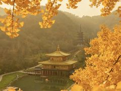 -千年银杏谷文化旅游区