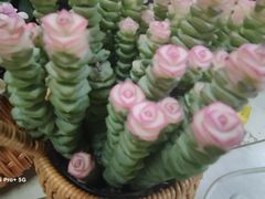 -无锡文化工艺品市场(槐古路店)