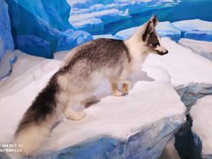 -陕西自然博物馆