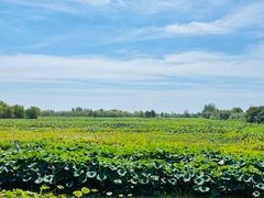 -泗洪洪泽湖湿地景区