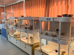 -翊宠yipet猫狗购宠庄园犬舍•猫舍