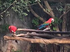 -清迈夜间动物园