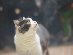 -猫咪博物馆(顶澳仔猫街店)