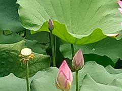 -荔湾湖公园