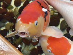 -老康火锅(黄河路总店)
