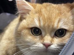 -派特宠物医院(圆融广场店)