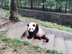 -都江堰中华大熊猫苑