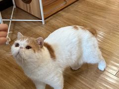 -滚猫咖啡·猫咖·猫友好撸猫(未来城店)