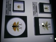 -上海昆虫博物馆