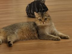 -COLOR PETS 撸猫馆·购猫·猫咖(长风大悦城店)