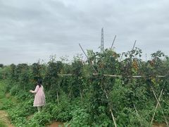 -麻涌飞鸭开心农场