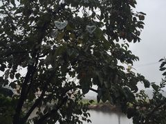 -望湘园·湖南菜(宏伊店)