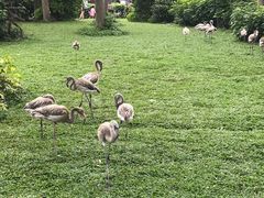 -广州长隆飞鸟乐园