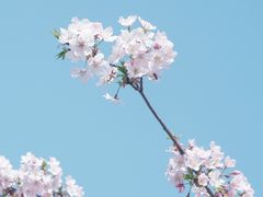 -顾村公园