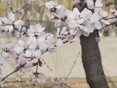-桃花堤公园