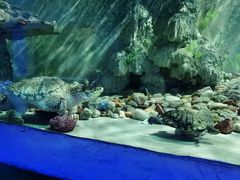 -东方巨龟苑景区