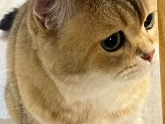 -柴迷FANS CLUB·柴犬狗咖·猫咖