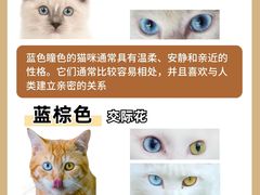 -翊宠yipet猫狗购宠庄园犬舍•猫舍