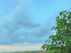 -空港花田景区
