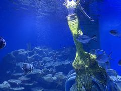 -海合安武汉极地海洋公园