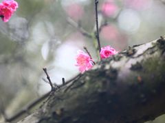 景点-铁山坪森林公园