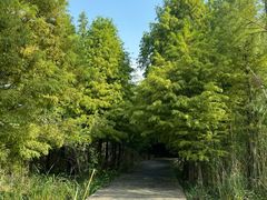 -溱湖国家湿地公园