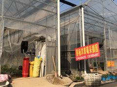 -喜杨洋草莓采摘园