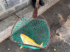 -钰田大院·怀柔地道农家菜·烤虹鳟鱼(雁栖湖店)