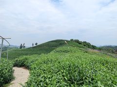 -龙坞茶村