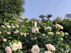 -人民公园(罗湖区)