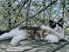 -喵屿·大理花园猫咖