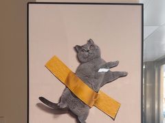 -康爱犬猫诊所·牙专科·骨外科·影像内科(丰宁店)