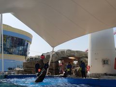 -芜湖新华联大白鲸海洋公园