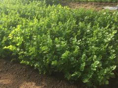 -北京拉斐特城堡酒店