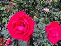 -人民公园(罗湖区)