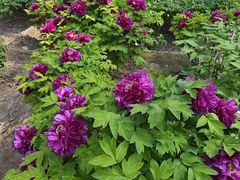 -莲花池公园