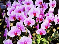 -北京植物园-展览温室