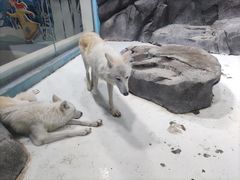-海合安青岛极地海洋公园