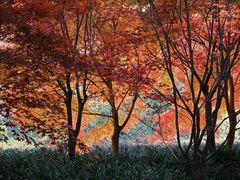 -花开海上生态园