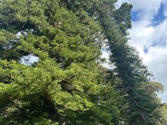 -墨尔本皇家植物园