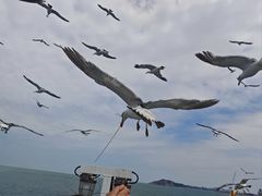 -海驴岛(荣成市)