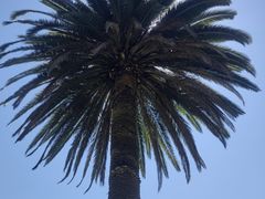 -墨尔本皇家植物园