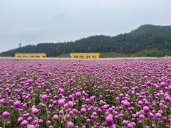 -径山花海