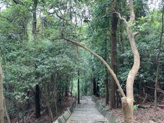 -东莞市大岭山森林公园