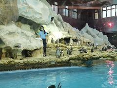 -帝企鹅自助餐厅•儿童岛•真企鹅(长隆企鹅酒店)