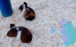 -萌宠亲子动物乐园(槐房万达店)