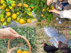 -尚果生态采摘园