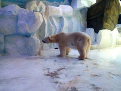 -芜湖新华联大白鲸海洋公园
