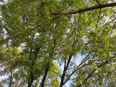 -铁山坪森林公园